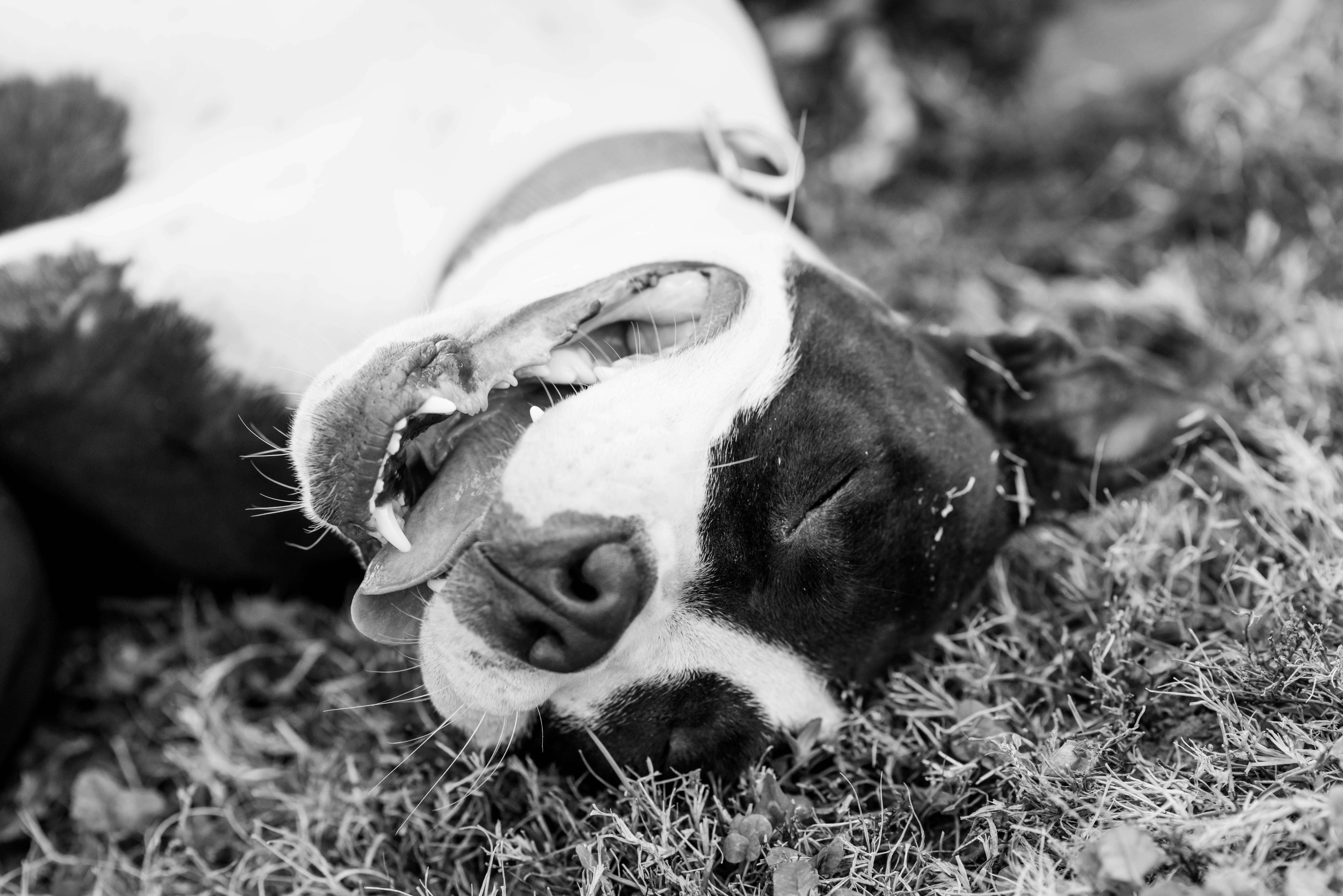Adopt Don't Shop
